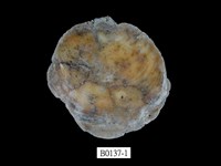 藏品(等角窗蛤(雲母蛤))的圖片